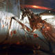 Imagen para el artículo titulado Descubren una especie extinta de cucaracha que cazaba como las mantis